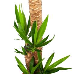 Yucca - Palmlelie - P27 H170 - Kamerplant -Groen Decor Verkoop yucca palmlelie p27 h170 5 1