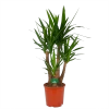Yucca - Vertakt - Palmlelie - P30 H130 - Kamerplant -Groen Decor Verkoop yucca vertakt palmlelie p30 h130 kamerplant 1