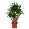 Yucca - Vertakt - Palmlelie - P45 H170 - Kamerplant 1 Yucca - Vertakt - Palmlelie - P45 H170 - Kamerplant -Groen Decor Verkoop yucca vertakt palmlelie p45 h170 kamerplant 1
