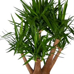Yucca - Vertakt - Palmlelie - P45 H170 - Kamerplant -Groen Decor Verkoop yucca vertakt palmlelie p45 h170 kamerplant 3