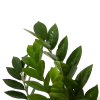 Zamioculcas Zamiifolia - Emerald Palm - P17 H60 - Kamerplant -Groen Decor Verkoop zamioculcas zamiifolia emerald palm p17 h60 5 1
